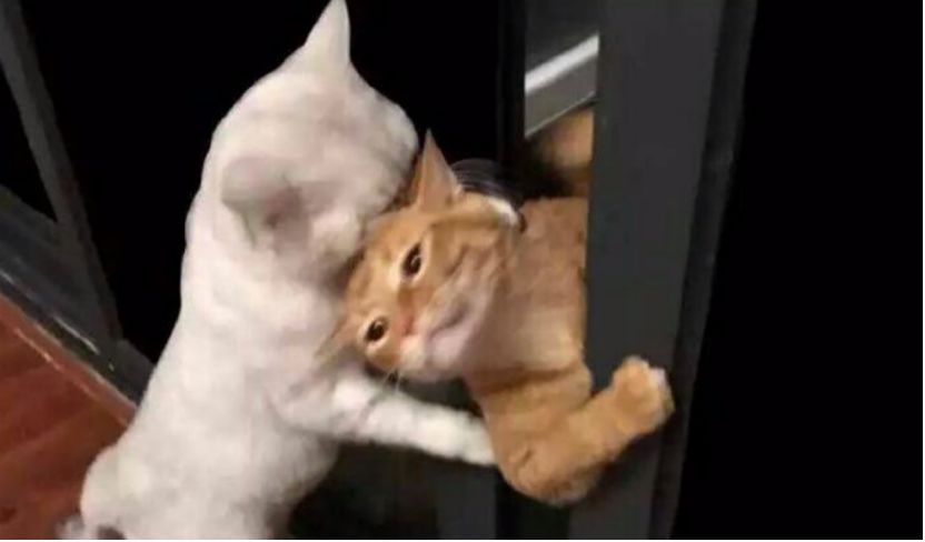 2022年oppo现在最性价比高手机,性价比高oppo最新款手机