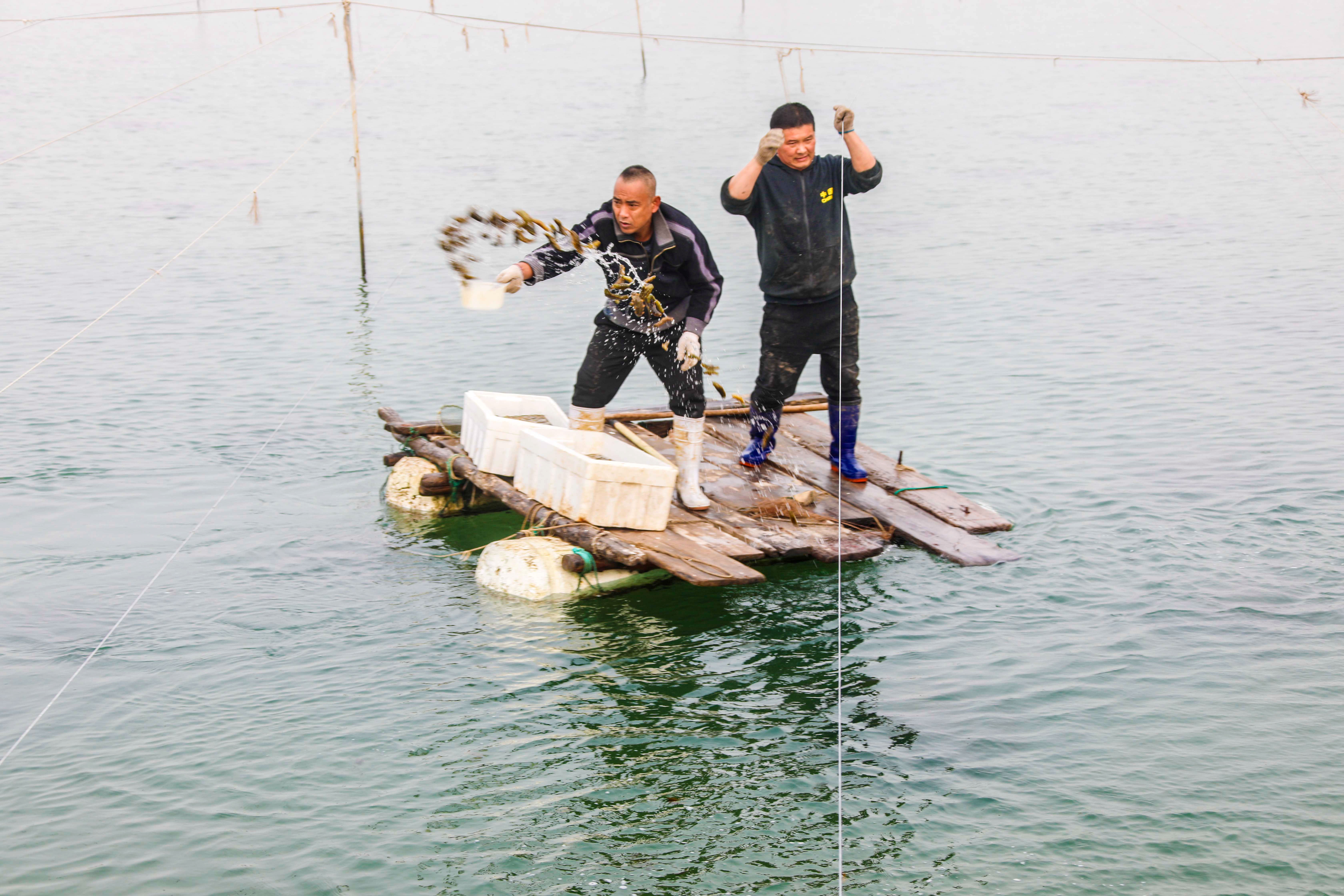 大海蔚蓝簇拥着的贡口村,灵动着纯美,播养海参和剥扇贝别具风情
