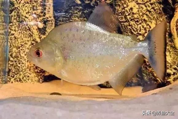 养鱼大神都养什么鱼,鱼缸养鱼都有哪些鱼