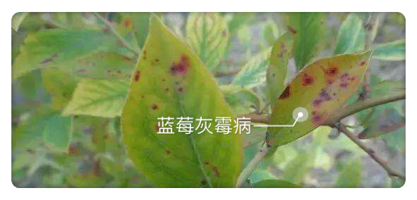 蓝莓灰霉病的症状和治疗方法,天气转暖农作物病虫害防治