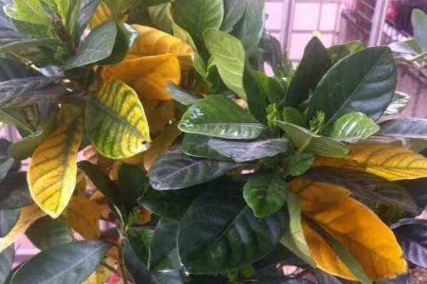 栀子花伤根叶黄逐渐干枯怎么办,为什么栀子花突然叶黄也不开花