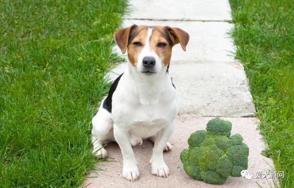 带狗狗遛弯乱捡东西吃,怎样训狗狗拉布拉多不乱捡东西吃