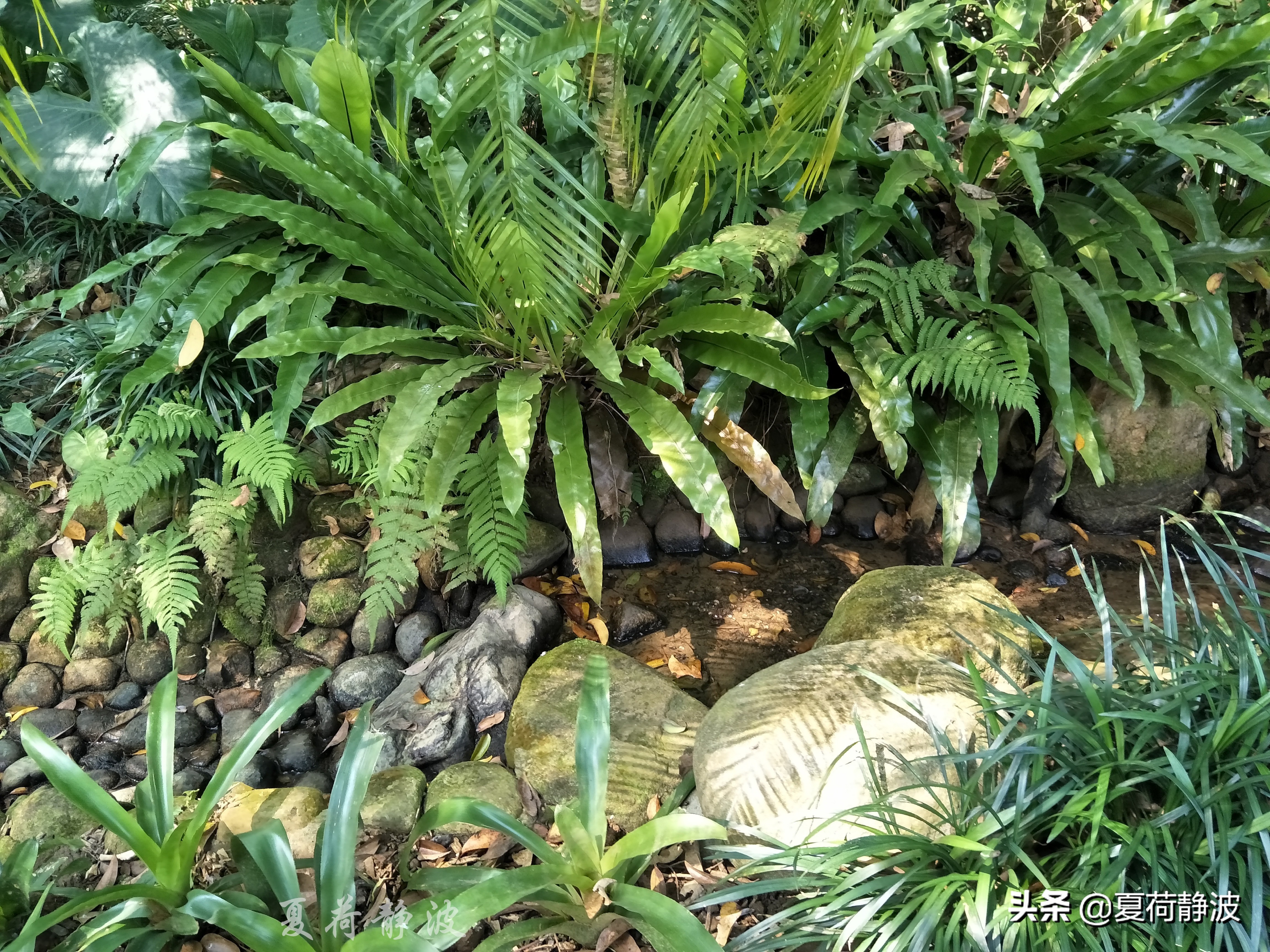 兴隆热带植物园攻略,万宁兴隆热带植物园