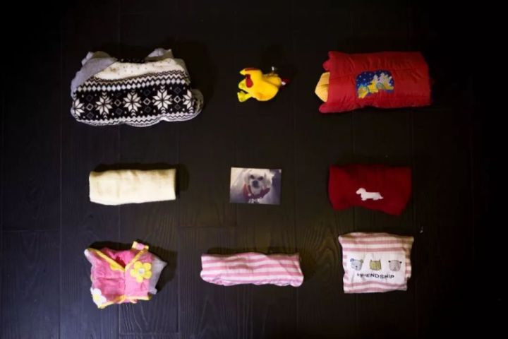 女子花25万元成功克隆宠物狗,女子花38万克隆去世的狗