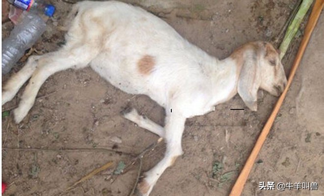 「收藏」导致羊发烧的几种常见病——常见传染病