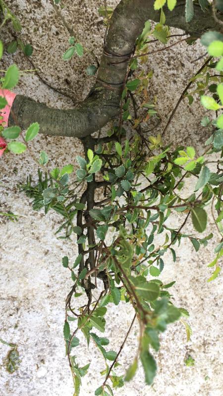 新手也能学会的修剪盆景技巧,枸杞盆景修剪技巧图解