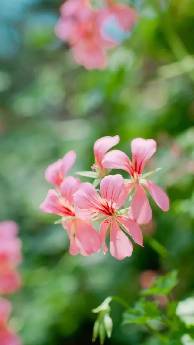 白岩松经典语录昨天比今天好 (白岩松经典语录最难的事终会过去)