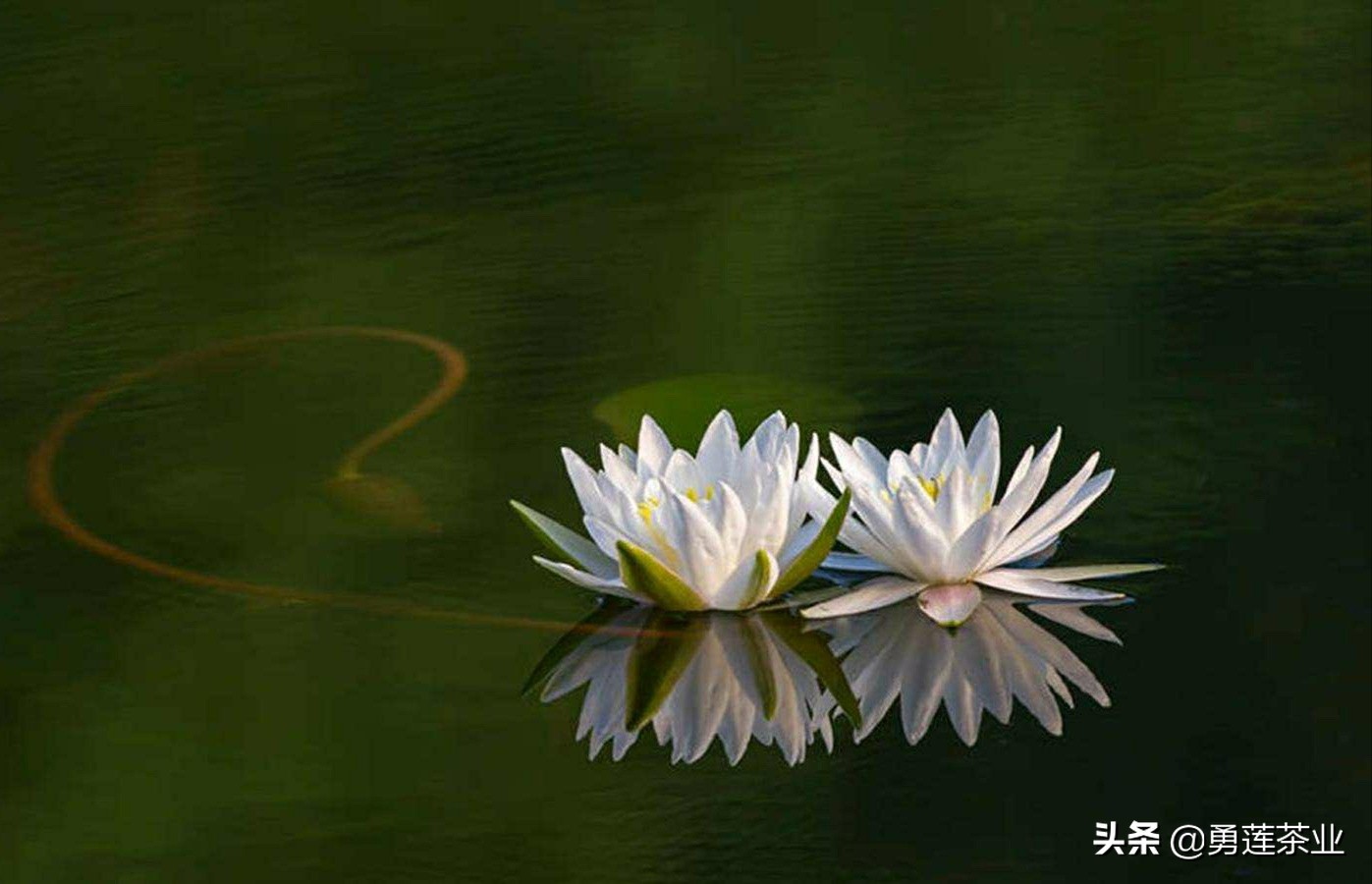 古今贤文劝学篇朗读,古今贤文增广贤文全文解读