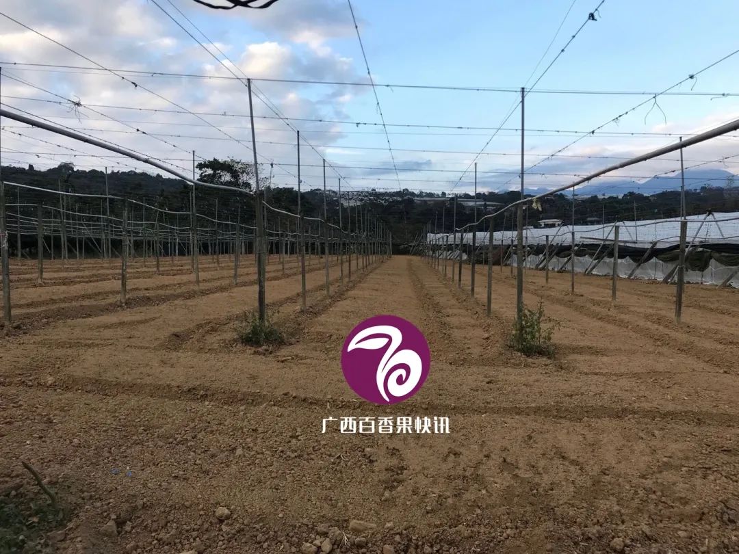 百香果容易得什么病害,百香果容易坏怎么办