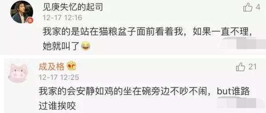 猫咪太聪明严重影响铲屎官脱单啊,猫咪所有的活力都留给了铲屎官