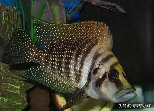 水族箱的虎鲸,水族馆养虎