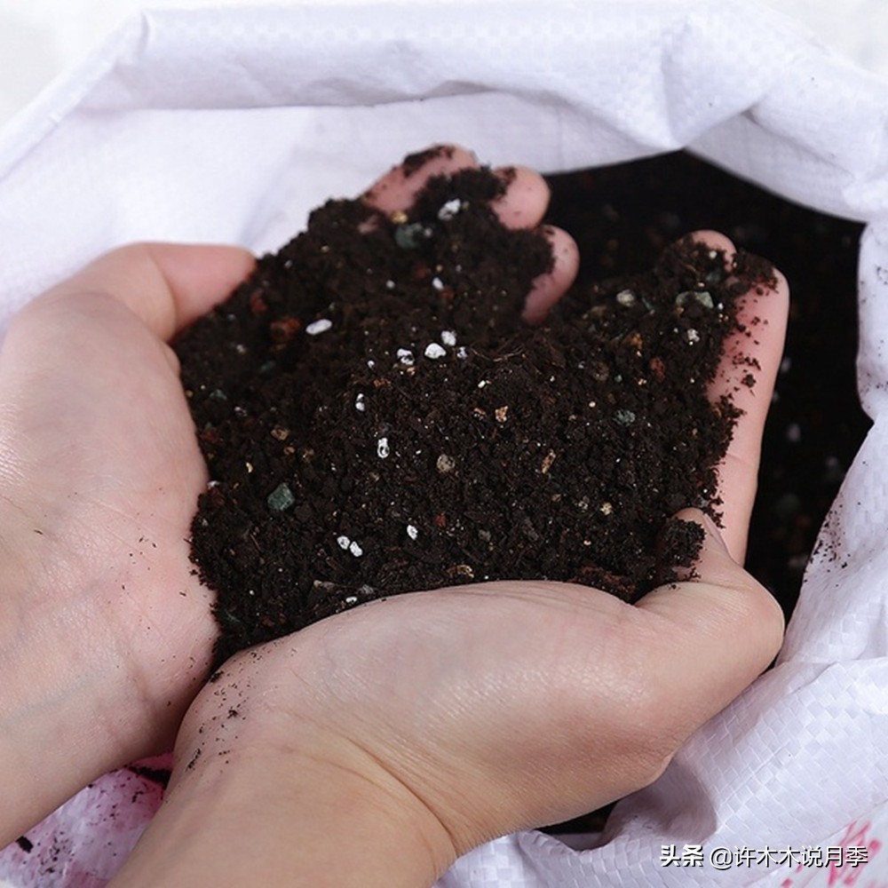 种了月季遇到下雨会不会淹死,月季被尿浇死怎么补救