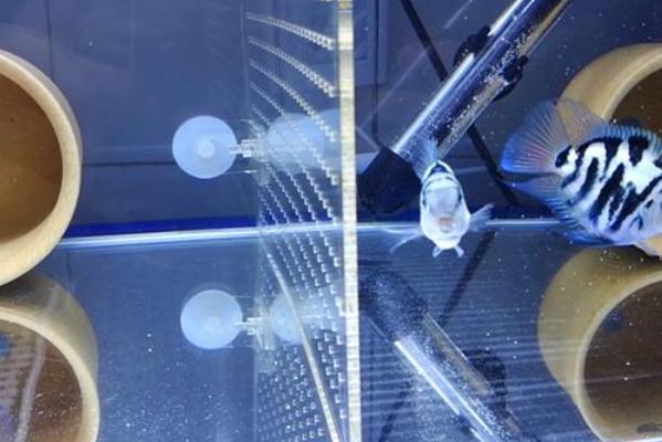 迷你鹦鹉鱼怎么养才能不死,鹦鹉鱼知识与技巧