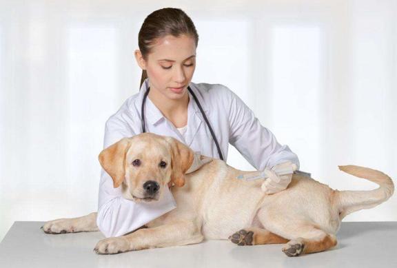 拉布拉多幼犬一吓就尿,拉布拉多幼犬尿中有血