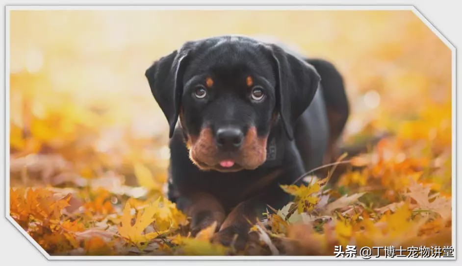 狗狗抽搐怎么急救视频教程,狗狗突然大叫抽搐怎么急救