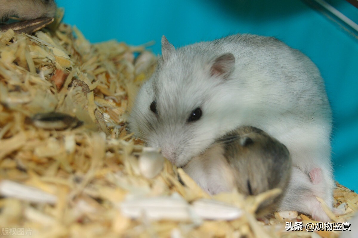 仓鼠垫料都能用哪些,垫料干草仓鼠