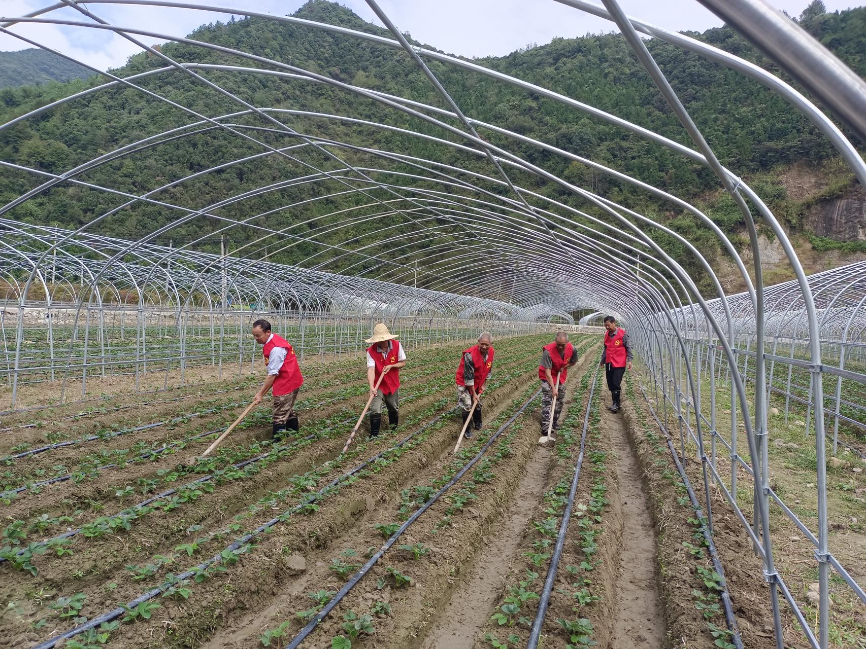 杨村草莓园,杨村桥今年草莓苗价格