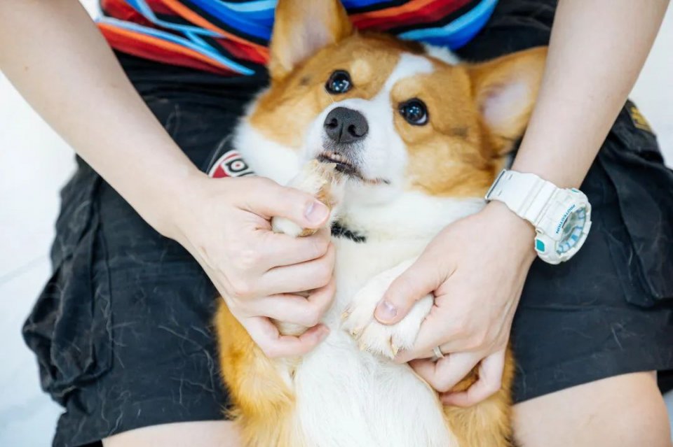 吸屁屁，短腿大耳肉嘟嘟，这家店进去就出不来了…