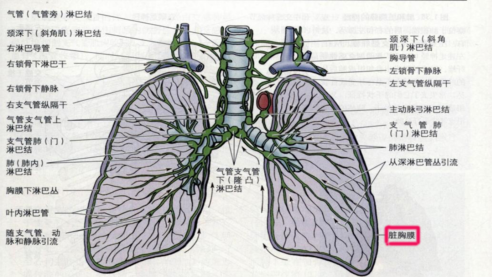 胸痛是不是肺炎,胸痛不一定是肺癌吧