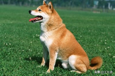 柴犬神犬,中华神犬