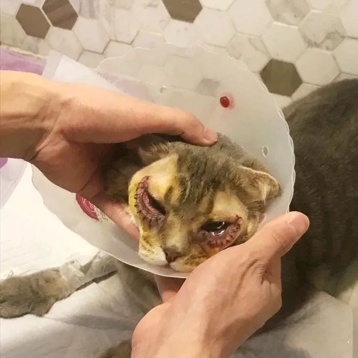 猫咪眼睑内翻必须手术吗,猫咪铲屎官有哪些表现症状