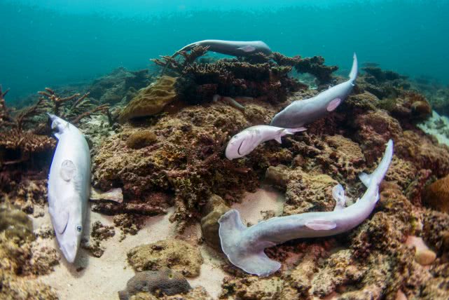 比恐龙还古老的鱼是什么鱼,恐龙时期的鱼类有哪些