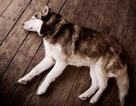 养宠小课堂,养宠小知识狗身上挠烂了能自愈吗