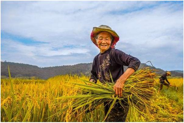 秋分节气你要知道的一些事情,秋分节气对应的农事