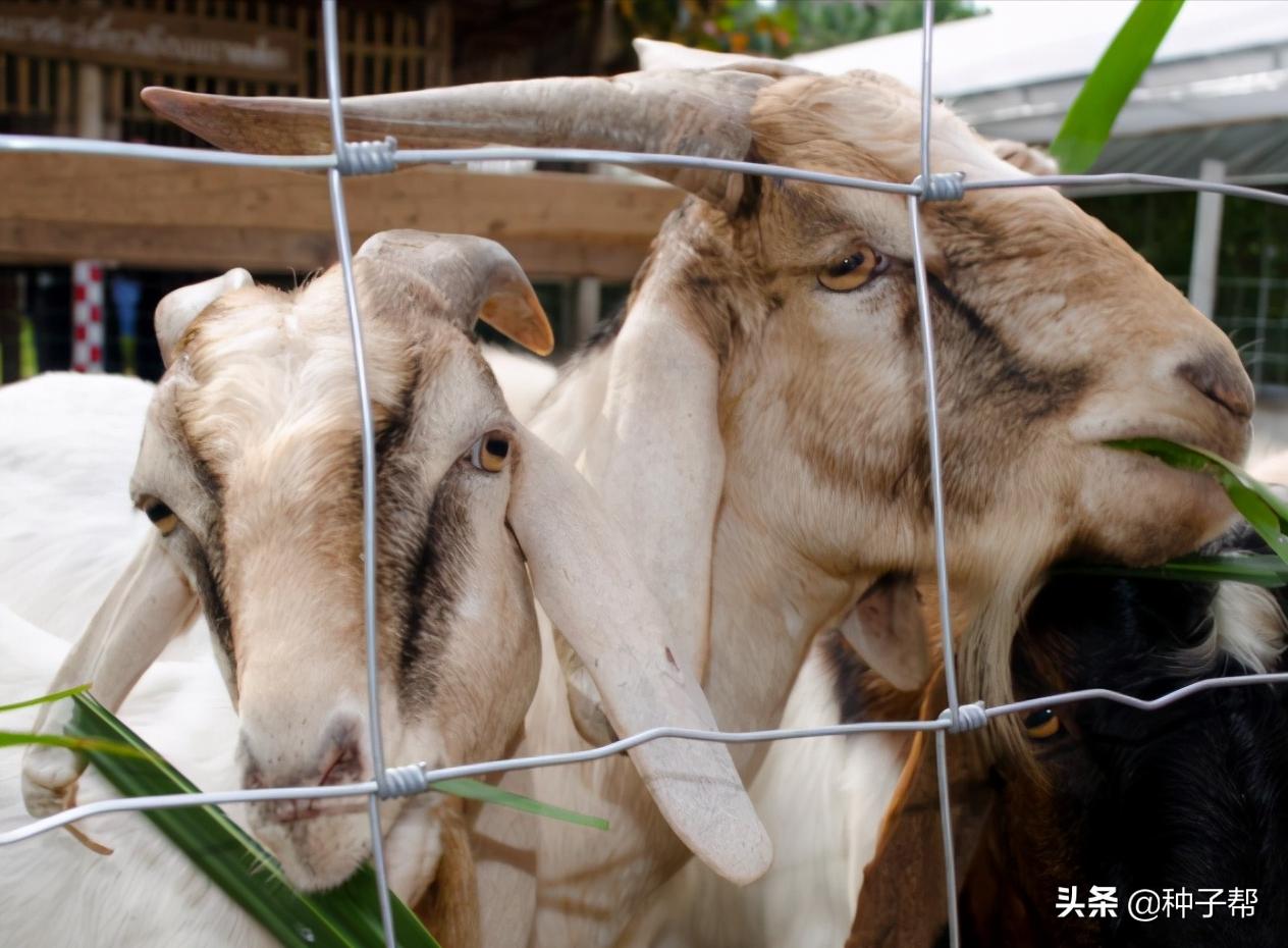 高品质高粱种植方法有哪些,种植什么品种的高粱收益高