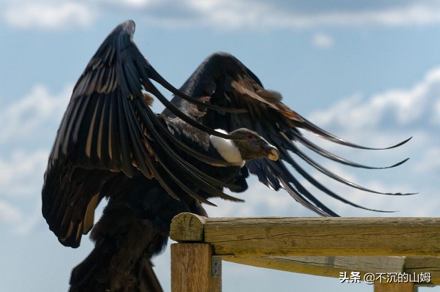 有很多国家都有中国的熊猫英文,哪些国家有中国的熊猫