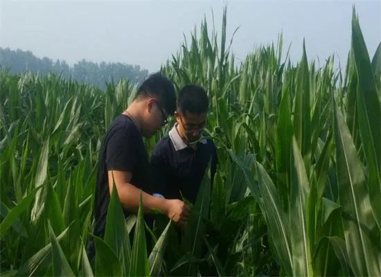 玉米常规育种攻略,玉米常规育种