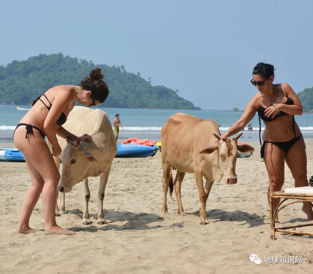 印度不让吃鸡肉吗,印度是不吃牛肉的国家吗