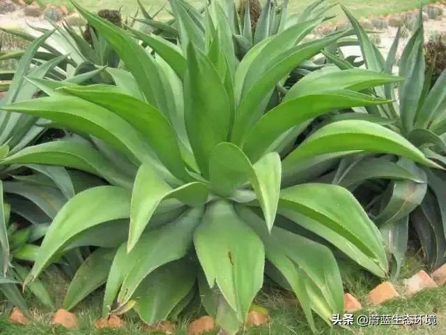 除甲醛的绿植有哪些比较好养,除甲醛的绿植推荐