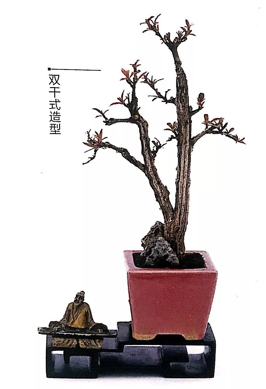 100种盆景造型欣赏,园林盆景微型盆景