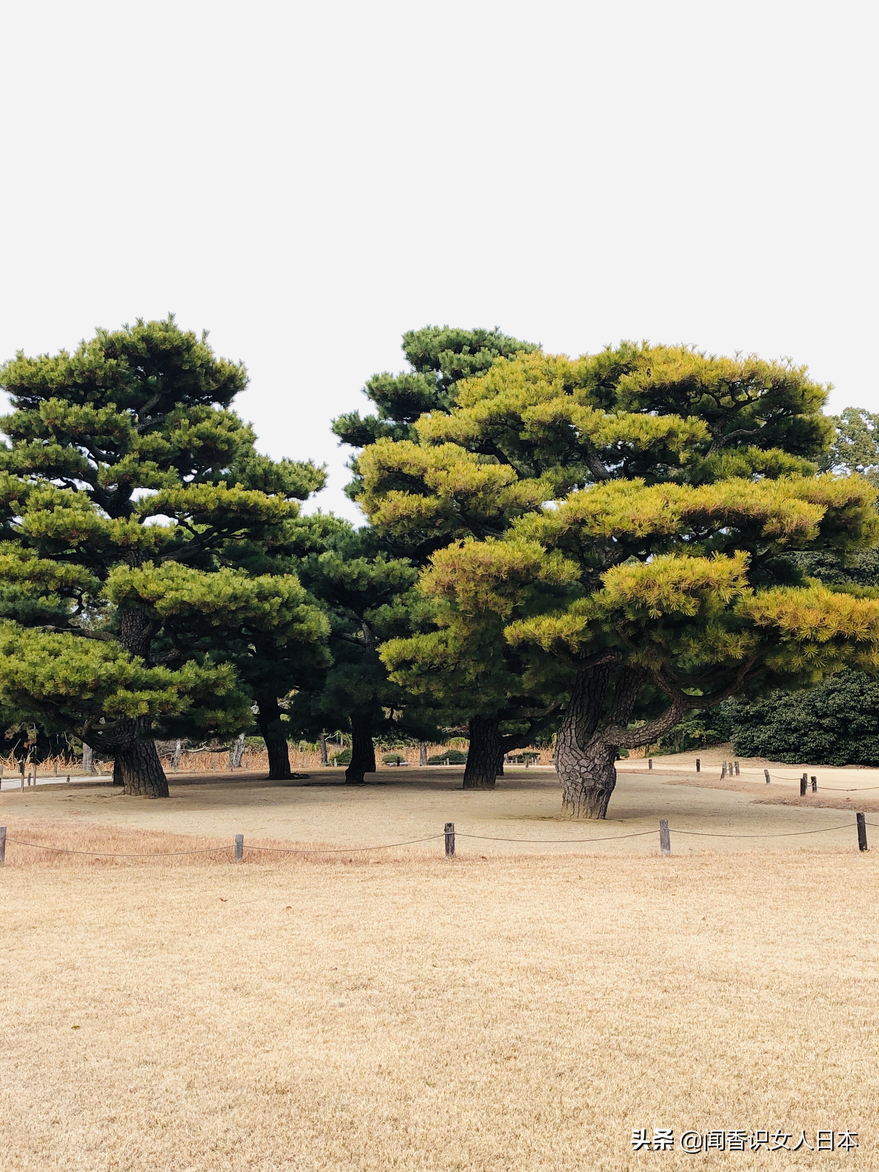 日本的米其林三星餐厅,日本米其林三星参观