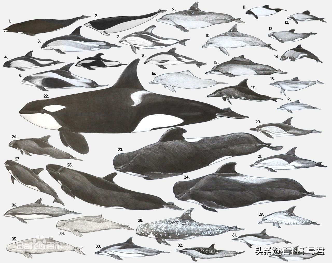 鲨鱼为什么不吃海豚的真实原因,鲨鱼为啥不吃海豚