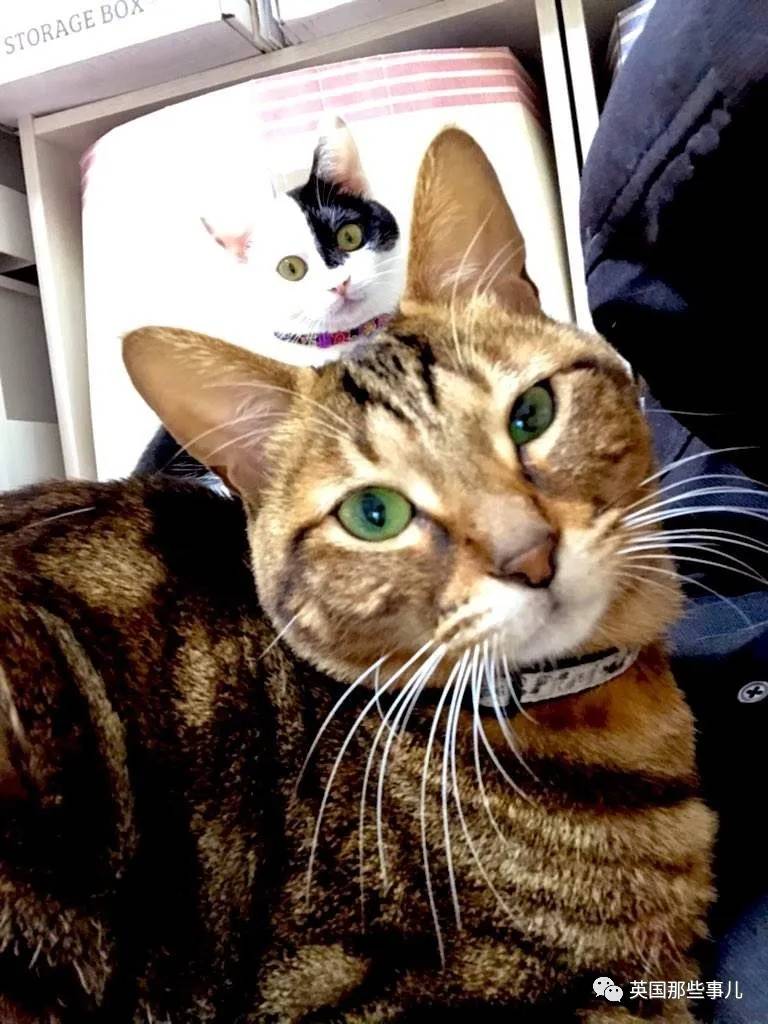 猫咪表情包喵星人,一组有故事的喵星人表情包