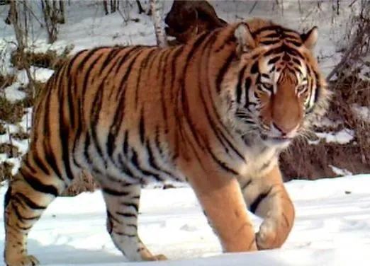 银背大猩猩在自然界的战斗力,地球最强动物银背大猩猩