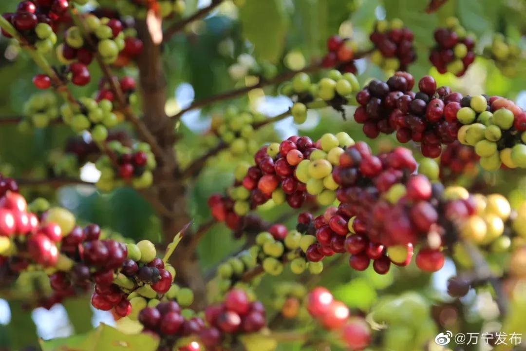 猫屎咖啡400元一斤,海南猫屎咖啡豆多少钱一斤