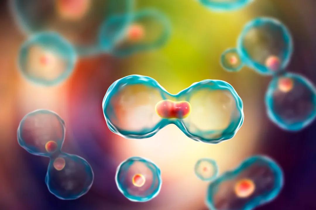 眼睛垃圾清理过程,大脑清理垃圾的过程