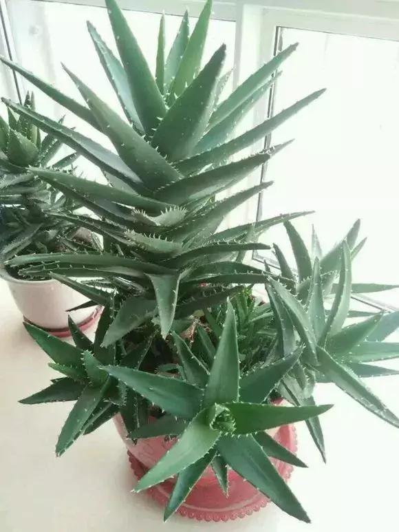 适合卧室养的助眠花,冬季助眠好养的花