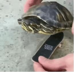 如何提高龟的互动性,养龟怎么和龟互动