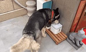 35000元造狗窝,22万打造的狗窝