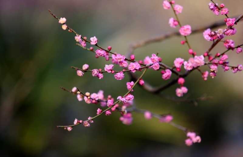 梅花三弄赏梅,梅花三弄欣赏感受
