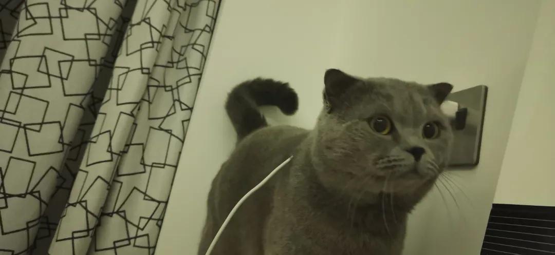 和宠物交流说什么,宠物谈恋爱怎么回事