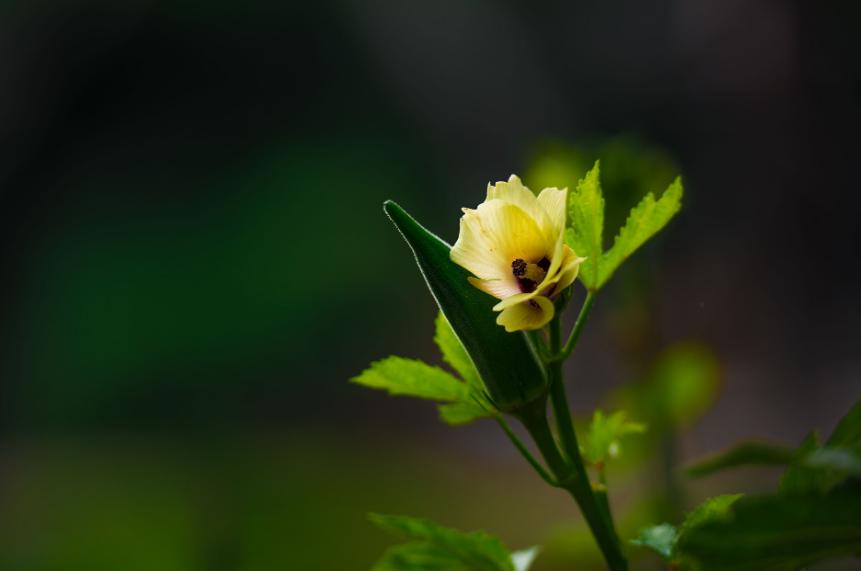 秋葵诗句经典名句,秋葵古诗