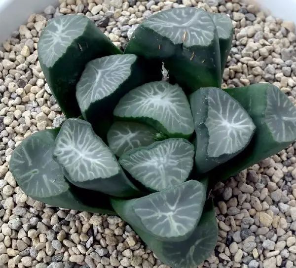 世界十大漂亮名贵花卉,植物研究世界名贵花卉