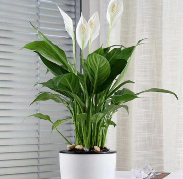 不适合家庭室内养的花与绿植,室内养花什么花最好养又对身体好