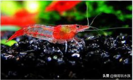 养观赏虾的正确方法和注意事项,适合新手饲养的观赏虾
