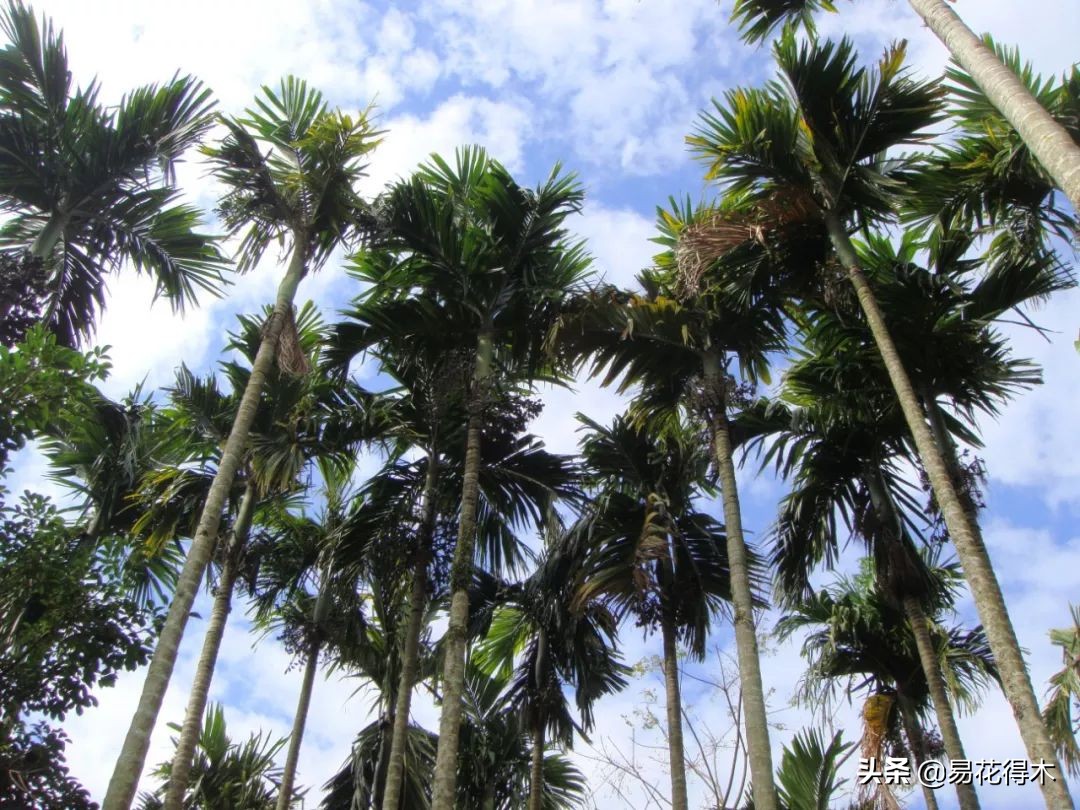 佛教为什么有五树六花,佛教中的五树六花图片